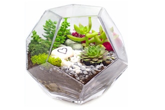 Plant Nite: Succulents in Geometric Prism Glass